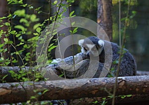 Lemur, Lemuroidea photo