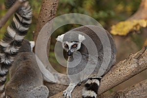 Lemur, Lemuroidea photo