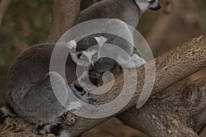 Lemur, Lemuroidea photo