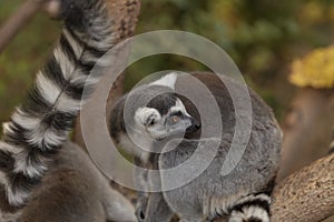 Lemur, Lemuroidea photo