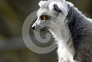 Lemur - Lemuroidea one of 100 species photo