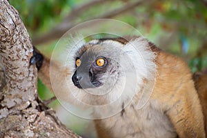 Lemur