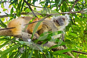 Lemur on Lokobe Strict Reserve in Nosy Be, Madagascar