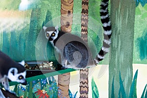 Lemur looking on anoter one
