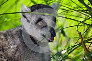 Lemur looking for food