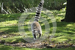 a lemur looking at the ground in the grass in the sun