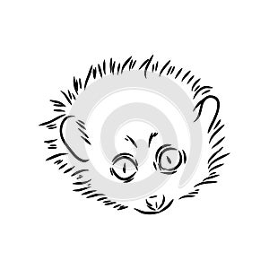 Lemur Loris on a tree vector illustration, hand drawn sketch, black and white. Ink pen cute lori chinese animal sitting