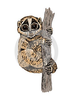 Lemur Loris on a tree. Vector illustration