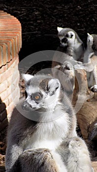 Lemur-Loro park-almuÃ±ecar-Andalusia--Spain