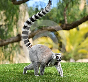 Lemur in madagascar