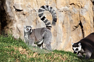 Lemur of Madagascar