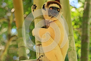 Lemur in Madagascar