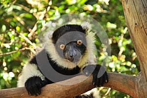 Lemur of Madagascar, endemic species