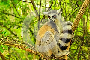 Lemur of Madagascar forest background