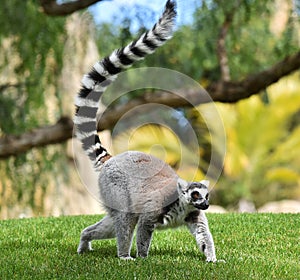 Lemur in madagascar photo