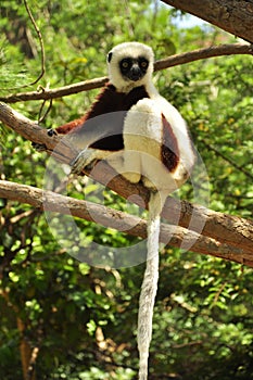 Lemur of Madagascar hanging in a tree