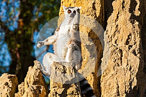 Lemur madagascar photo