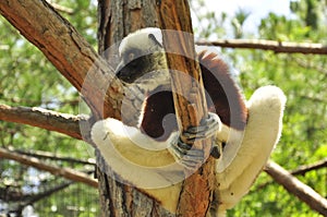 Lemur of Madagascar in a tree, endemic species