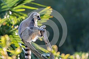 Lemur maki catta of Madagascaer