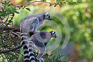 Lemur maki catta of Madagascaer sitted