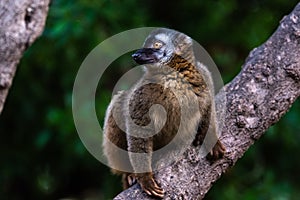 Lemur mongoose, Eulemur mongoz Lemuridae, resting on a branch in a jungle