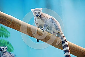 Lemur monkey.