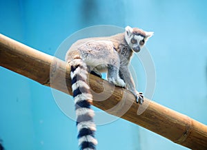 Lemur monkey.