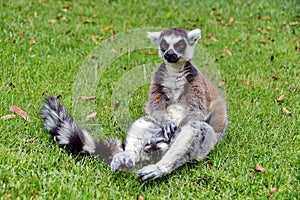 Lemur monkey