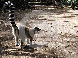 Lemur at Monkeyland on Garden Route, South Africa