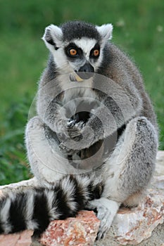 Lemur mother with babies