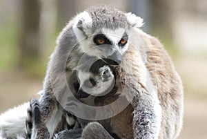 Lemur mother and baby