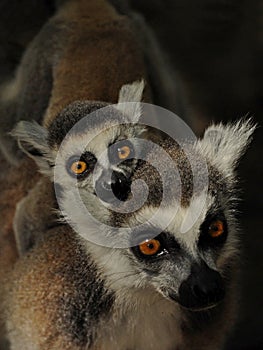 Lemur mother and baby, Madagascar