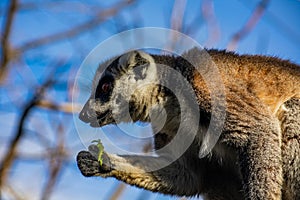 Lemur observador photo