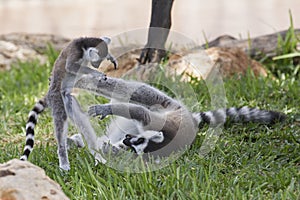 Lemur Parenting
