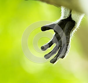 Lemur paw