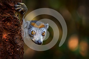 Lemur peeping in forest nature, wildlife. Eulemur coronatus, Crowned lemur, small monkey with young babe cub in the fur coat,