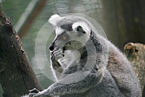 Lemur pensive with his paw on the muzzle