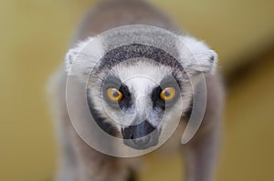 Lemur portrait