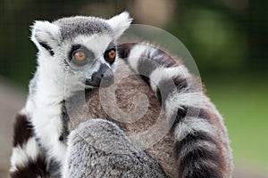 Lemur portrait photo
