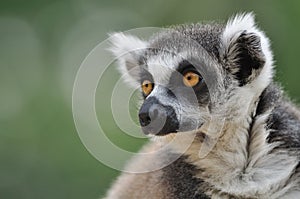 Lemur portrait