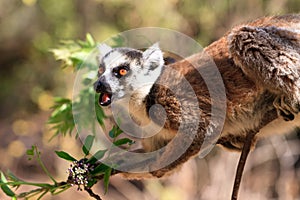 Lemur portrait