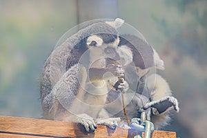 lemur portrait. blurred background close up. red and white colored fur and long tail.