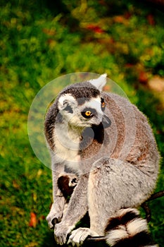Lemur portrait