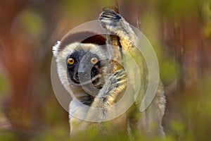 Lemur portrait in the forest. Wildlife Madagascar, Verreauxs Sifaka, Propithecus verreauxi, monkey head detail in Kirindy Forest,