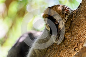 Lemur Portrait On Madagascar