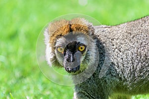 Lemur Portrait On Madagascar