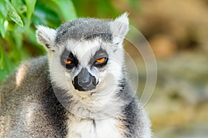 Lemur Portrait On Madagascar