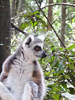 Lemur portrait at Monkeyland on Garden Route, South Africa