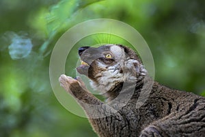 Lemur portrait