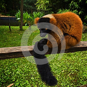 Lemur portrait sitting on wood in zoo